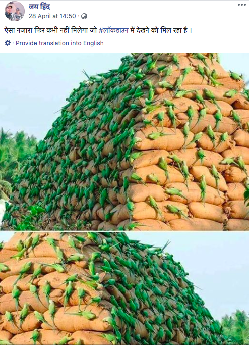 有网友在4月28日上传百鸟栖息在米袋的照片，还说这是印度封锁独有的情景。