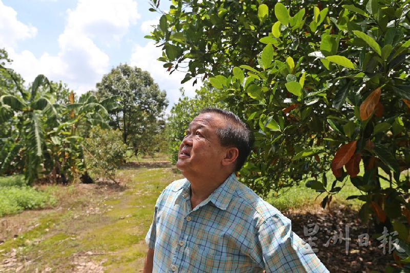 朱晓山从马来西亚带了菠萝蜜、猫山王和黑刺榴梿等水果到这里试种。