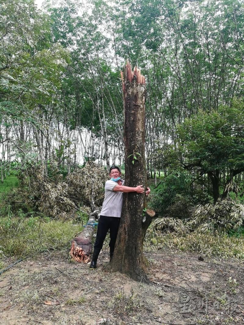 由楊富華父親在三十多年前種下的168品種榴槤樹，樹身粗大，但仍抵不過一場強風。