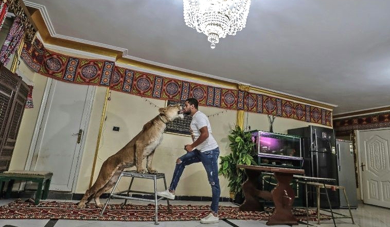 Ahsraf el-Helw rearranged the furniture in his Cairo home to make space for lion taming. AFP