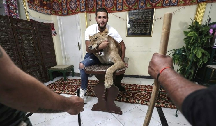 Ahsraf el-Helw poses with his lioness Joumana at his home in Cairo. AFP