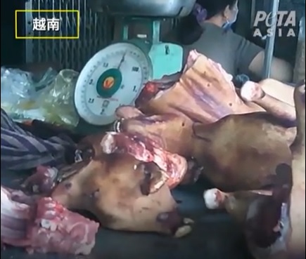 狗在越南被當作食材宰殺售賣。