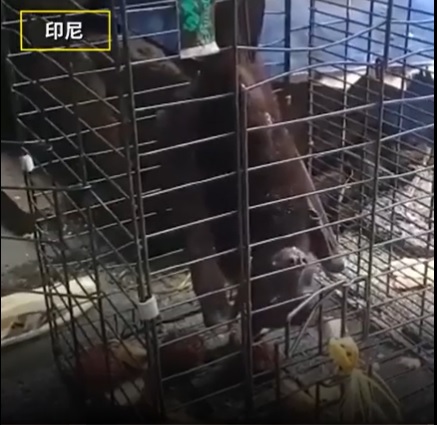 在印尼活體動物交易市場，依然有人售賣被認為是冠病源頭的蝙蝠。