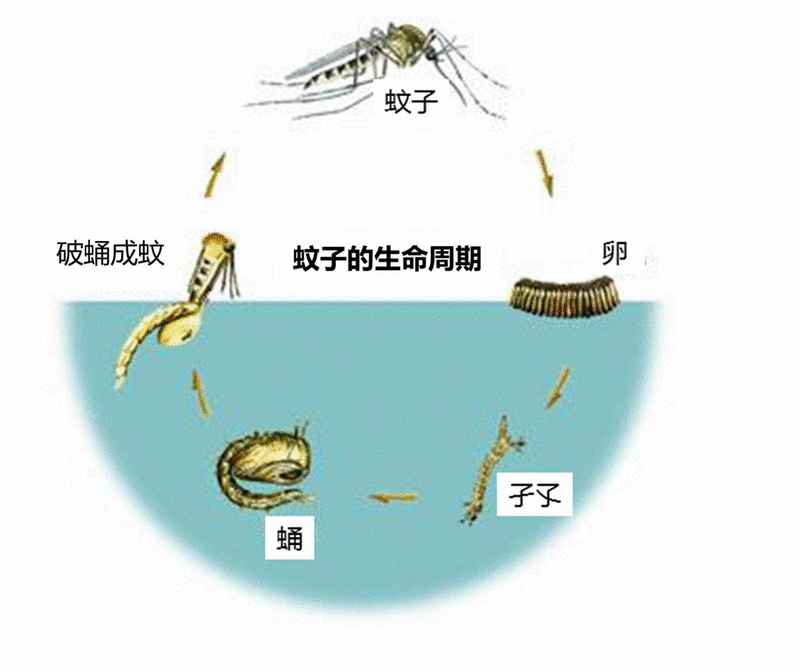 蚊子生命周期（示意图）