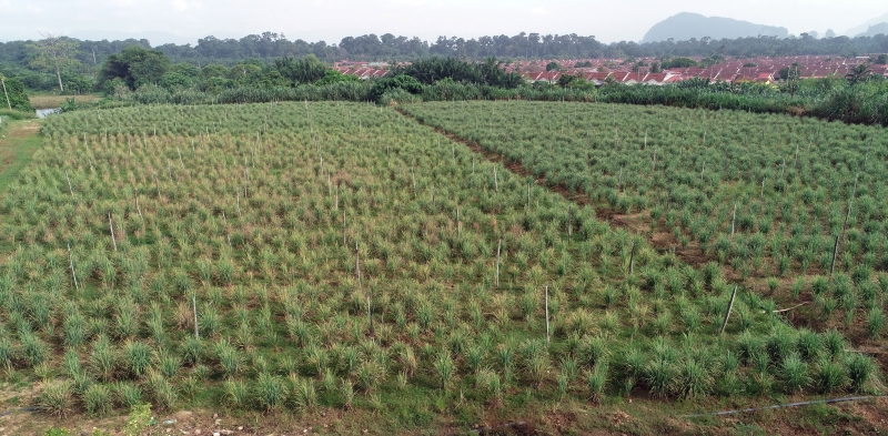 王志慷香茅园日产2公吨．种香茅选种很重要- 地方- 专栏- 农的传人