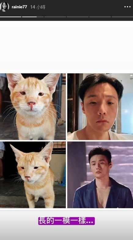杨丞琳在IG限时动态贴出李荣浩撞脸猫咪的网络梗图，直呼：“长得一模一样”。