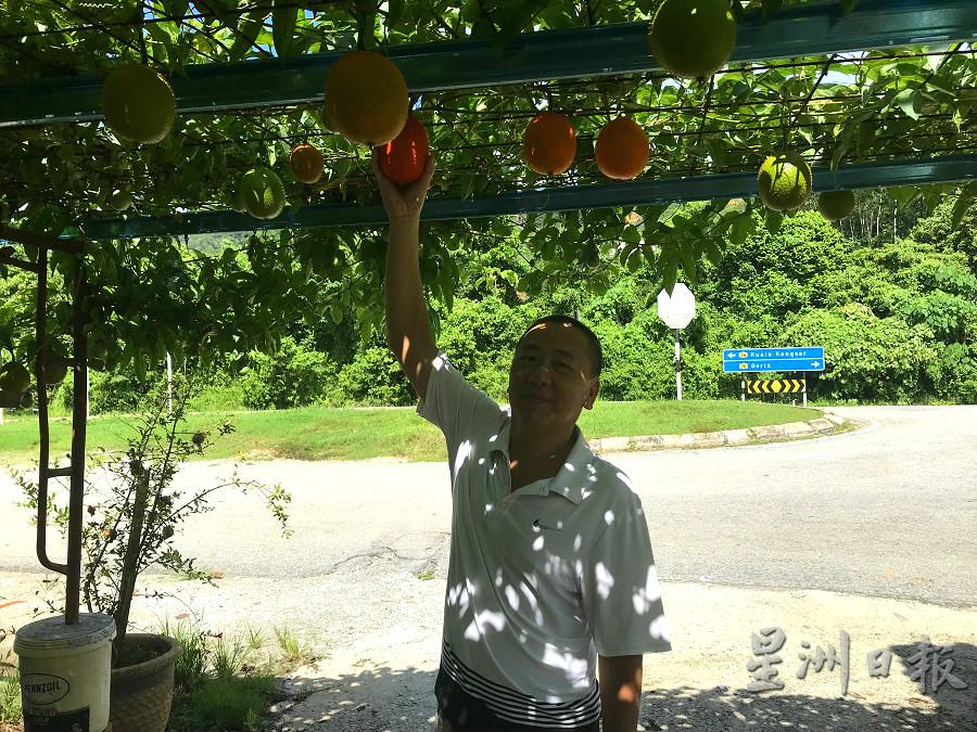颜建源分享栽种心得说,木鳖果非常特别,植株竟然有分“公母”。 颜建源分享栽种心得说,木鳖果非常特别,植株竟然有分“公母”。