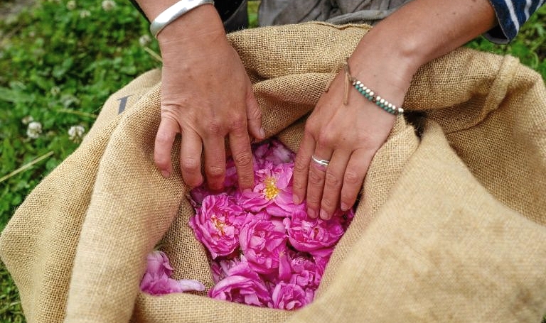 Valuable rose petals are gathered in burlap sacks before they are taken to extraction vats. AFP