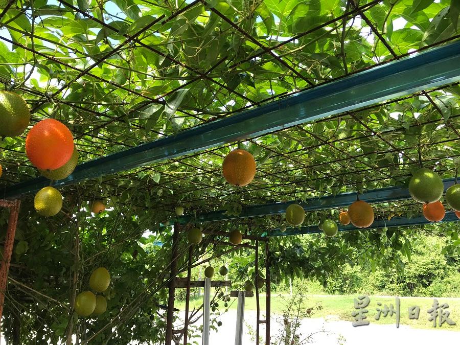 木鳖果的成长过程充满神奇，从幼果到果实成熟的阶段会出现5种不同颜色。