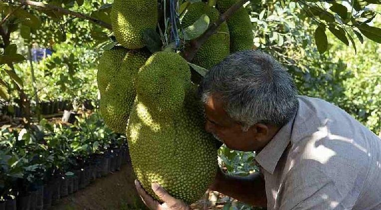 Varghese Tharakkan smelling a jackfruit to check its ripeness. AFP Varghese Tharakkan smelling a jackfruit to check its ripeness. AFP
