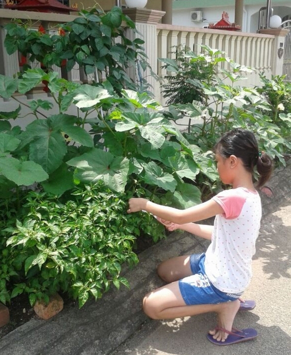 六年级的黄煜婷在家前种树，身体力行响应地球日。