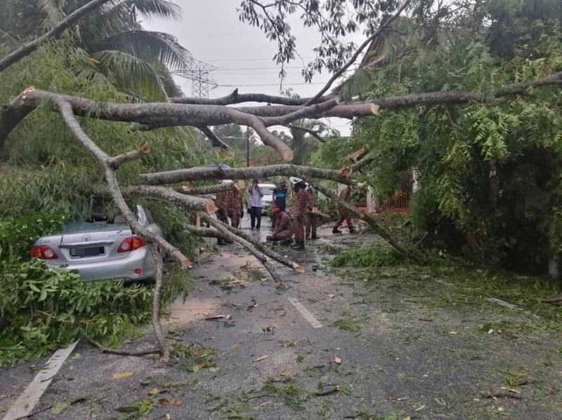 敦霹雳花园24路因为大树倒下而交通受阻。