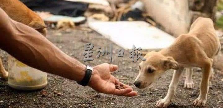 不少经过结育手术流浪狗也获得好心人领养,这也是其中一个解决流浪狗泛滥的方式。