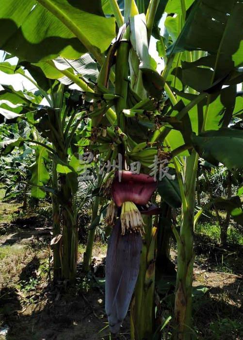 香蕉种植也面对诸多挑战，其中要防野猴搞破坏及大风的吹袭。