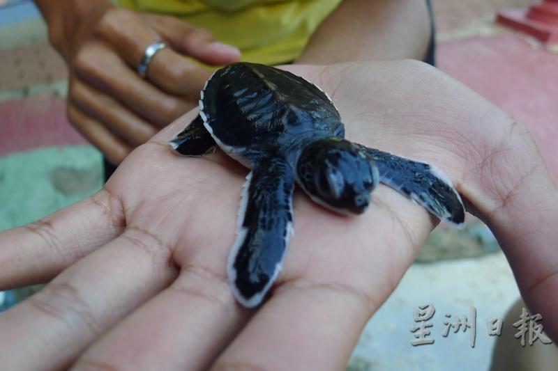 海龟上岸生蛋的日子适逢行动管制令，然而彭亨一带海滩的海龟蛋产量不增反减。