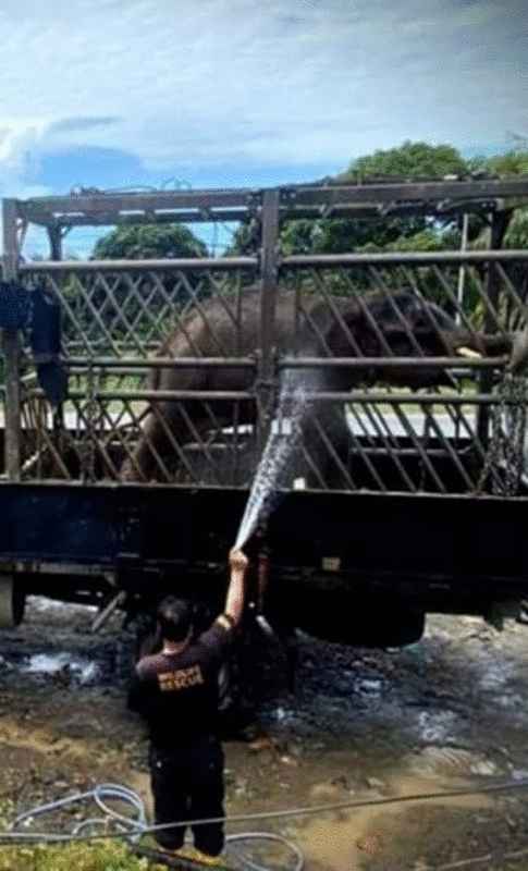误吞胸针造成口腔发炎的野象准备被载往婆罗洲象保育中心养伤。