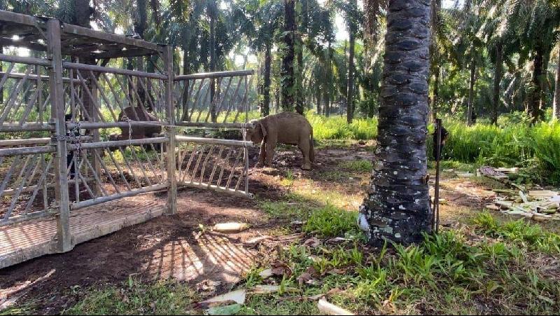 口腔发炎的落单野象是在丁加尤野生动物走廊内被发现。  