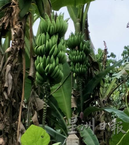 香蕉供应链稳定，供求相当平稳。