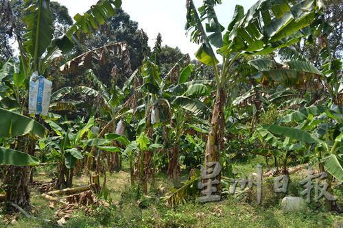 香蕉市场看俏，香蕉种植业潜质高。
