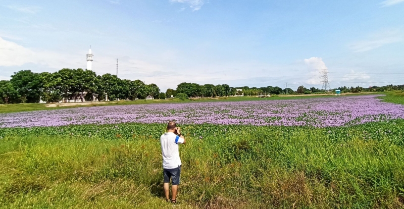 士馬木“紫色花海”爆紅，州政府隨後提出物色合適地點，打造旅遊賞花區的概念。