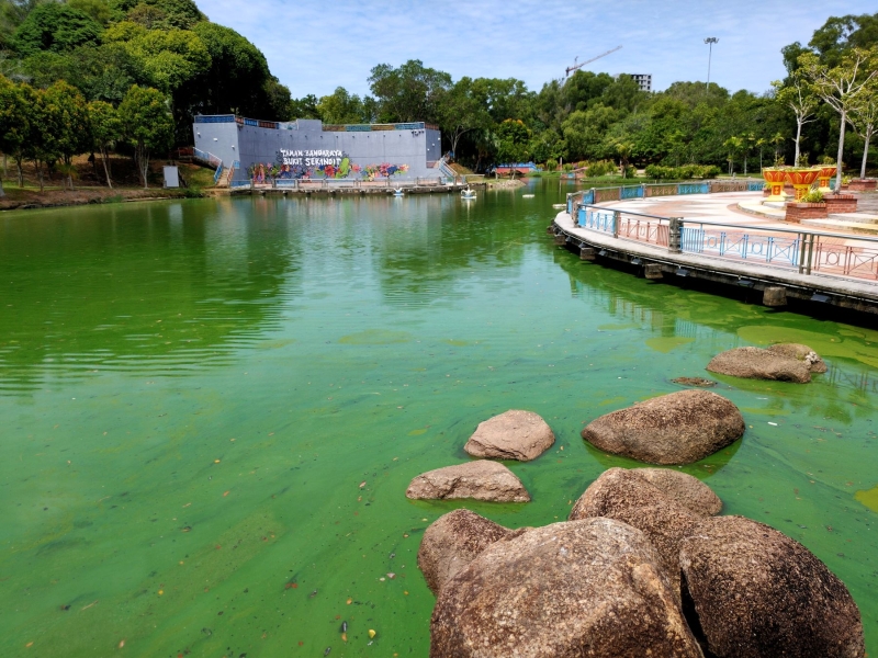 園藝業者建議當局，考慮在敦法蒂瑪公園湖泊栽種布袋蓮。