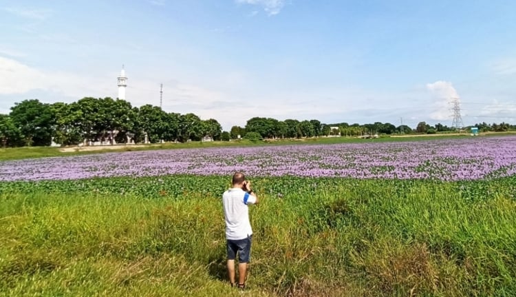 甲打造布袋莲大马樱花赏花景点 园艺旅游业者赞好 地方 古城 星洲网sin Chew Daily Malaysia Latest News And Headlines