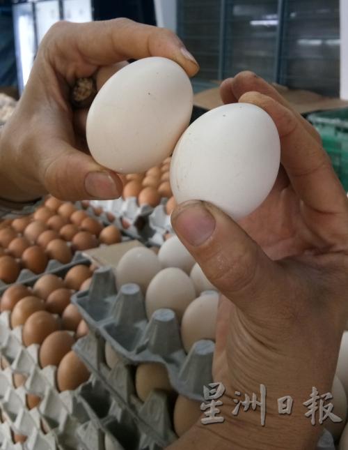 业者向记者指出，一颗大型的甘榜鸡蛋，售价为80仙。（图：星洲日报）