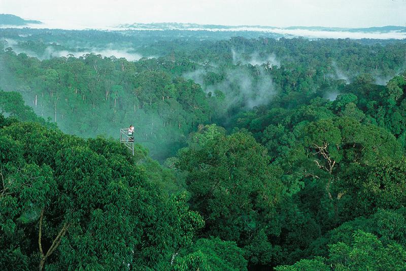 汶莱的原始森林保存得相当完善，未来可以朝向生态旅游的方向发展。