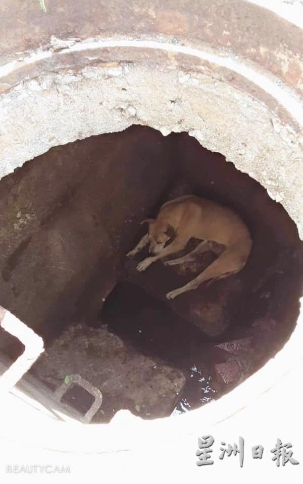 狗儿掉入沟渠排水口里数天，受困在里面。