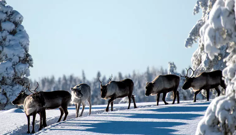 Reindeer herders are forced to go further afield to find grazing, pushing up costs and taking more time. AFP