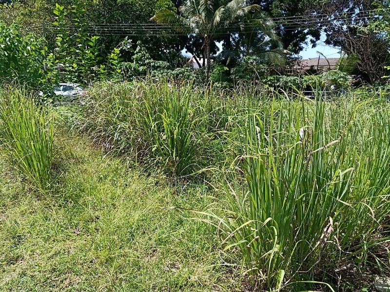 保持住家环境的清洁卫生、避免野草丛生,是其中防范黑斑蚊滋长、带来骨痛热症和基孔肯雅症的方法之一。