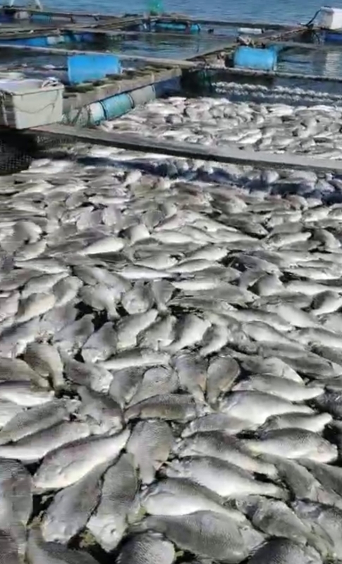紅潮來襲，海上養殖的大量魚群缺氧而死。
