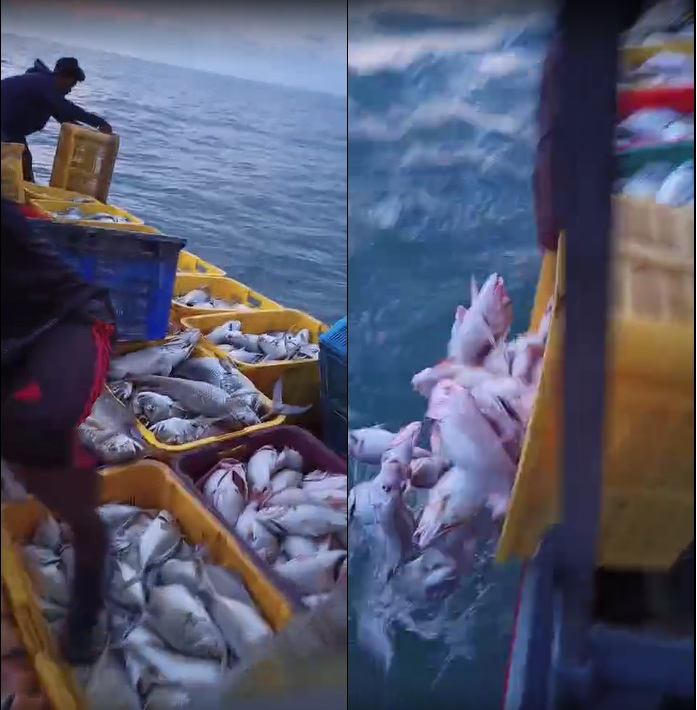 最近流传的视频，可见有人让工人把满船的死鱼倒入海里。