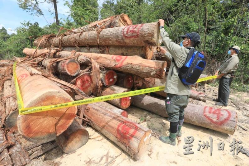 彭森林局执法人员正在检查一批怀疑是盗伐而来的树桐，在准备运出乐芭森林保护区前被当局截查。