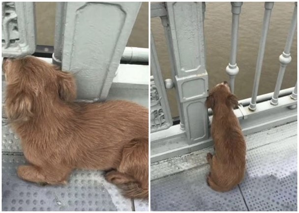 小狗眼见主人轻生，守在桥上多天不肯离去。（互联网照片）