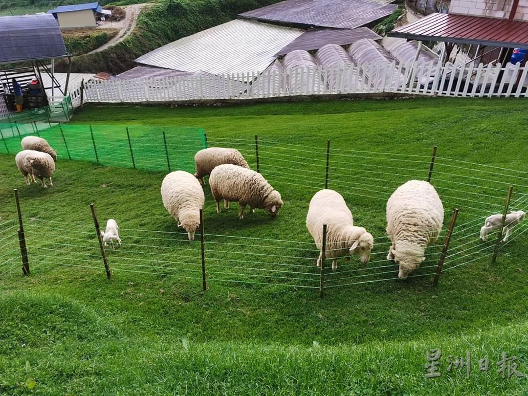 美兰村的The Sheep Sanctuary牧羊场将于本周五复业。