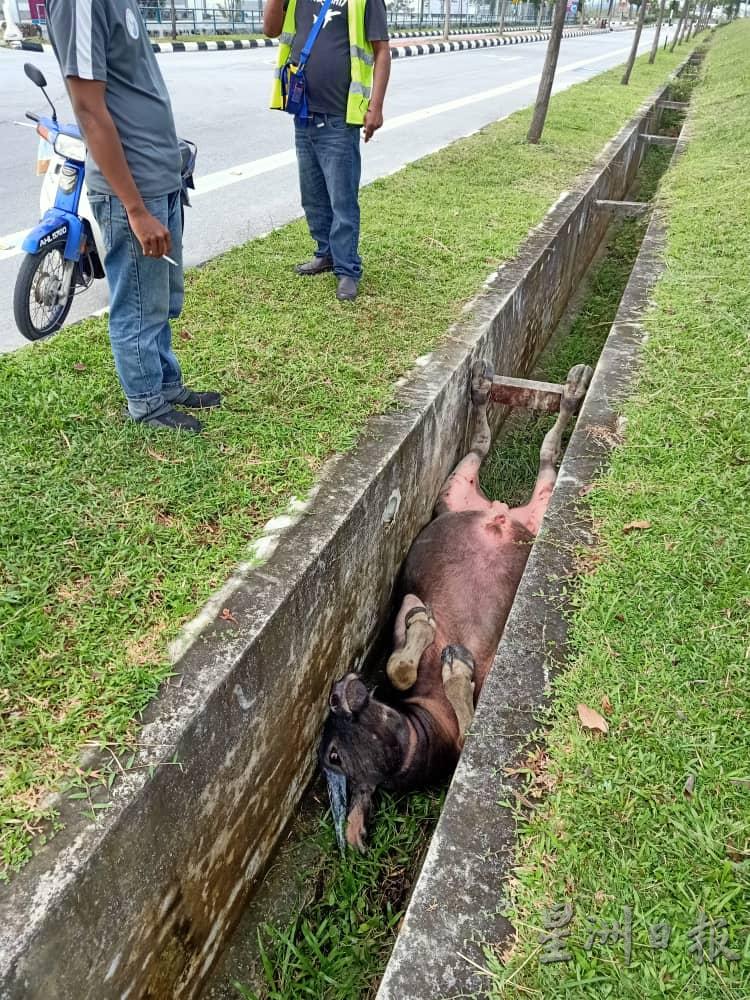 当地居民发现水牛掉入沟渠里，希望这只水牛尽快被救起来。