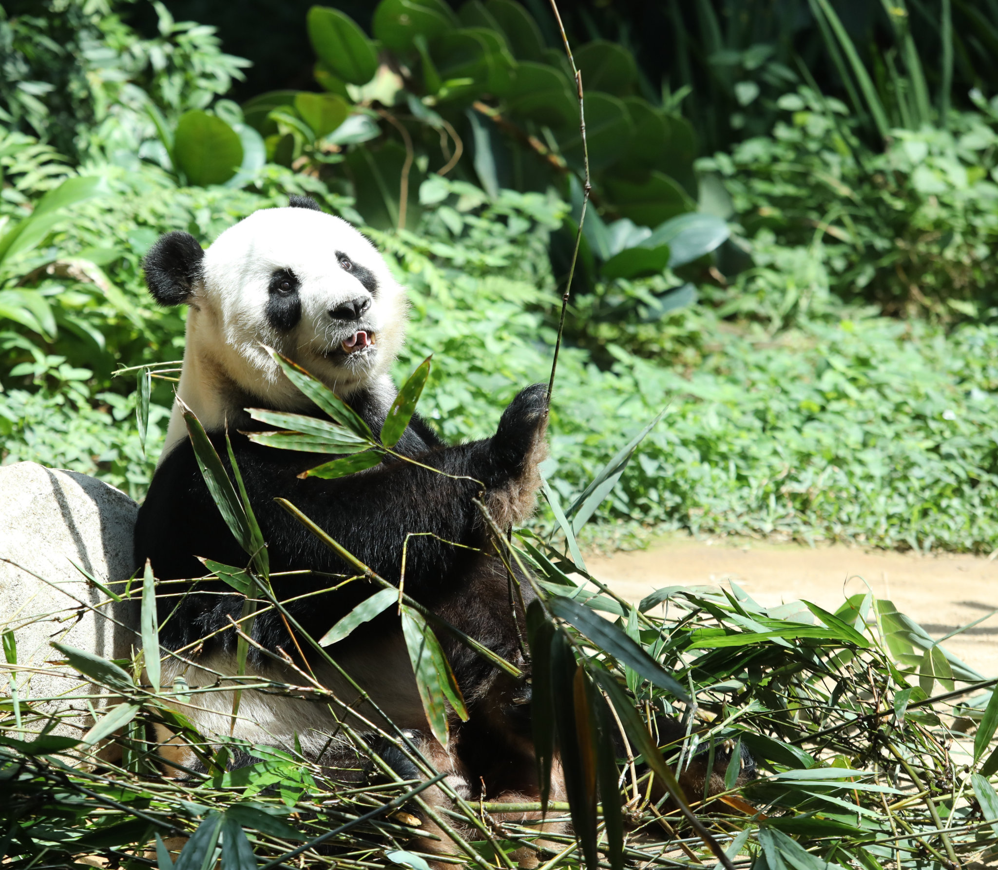 大熊猫“兴兴”精神奕奕面对访客。