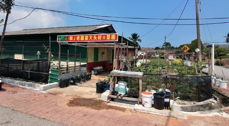 The greens are given away to the villagers free of charge. SIN CHEW DAILY The greens are given away to the villagers free of charge. SIN CHEW DAILY