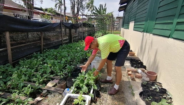 Vegetables grown by the three friends are free of pesticides. SIN CHEW DAILY Vegetables grown by the three friends are free of pesticides. SIN CHEW DAILY