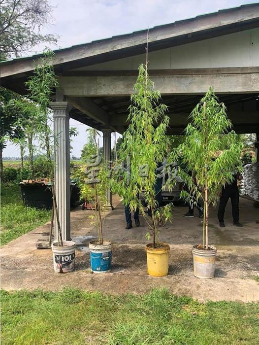 嫌犯屋外种植4棵大麻树。