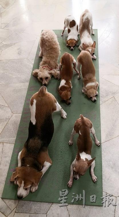 李亦文在家做瑜伽时，狗狗们也跟着做，而且还学得似模似样。