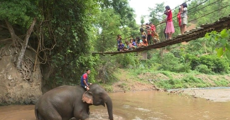 A thousand elephants threatened by starvation have journeyed through the hills of northern Thailand, making a slow migration home from tourist sites forced shut by the pandemic. AFP