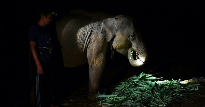 A mahout feeds an elephant at night. AFP
