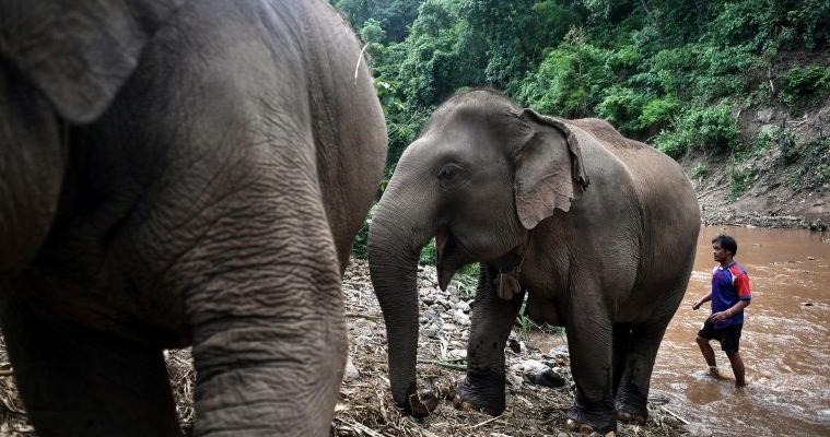 As the coronavirus pandemic paralyzed global travel and closed many tourist sites, Thailand's some 3,000 domesticated elephants have been unemployed. AFP