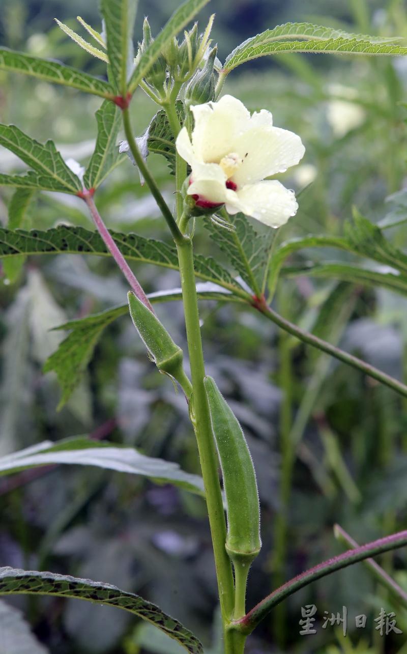 羊角豆的花非常漂亮，蔡健文笑说，当百花齐开，阳光一照，简直就像故事里的小黄花。