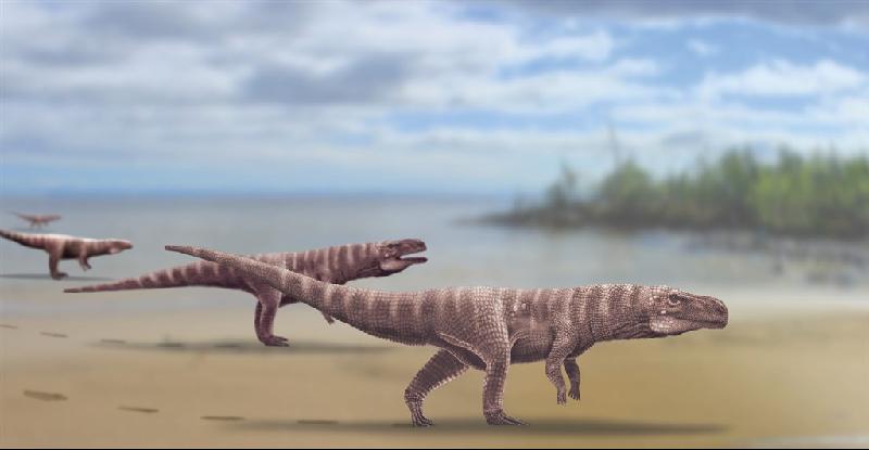 最新研究，一种白垩纪时期的古代鳄鱼可能只有两只脚着地，走路方式“像是走钢索”。（图取自twitter.com/a_romilio）