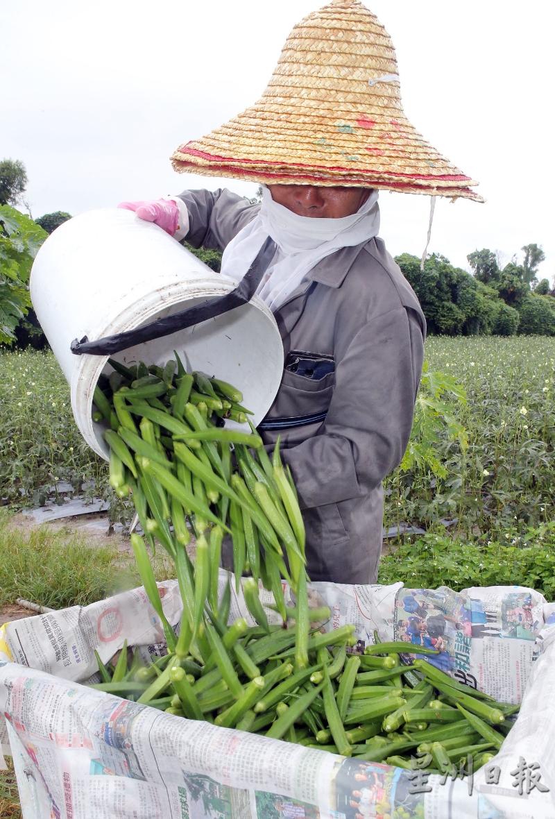 只要遇上收成期，下雨都得收割，迟了一天，羊角豆就超过标准尺寸了。