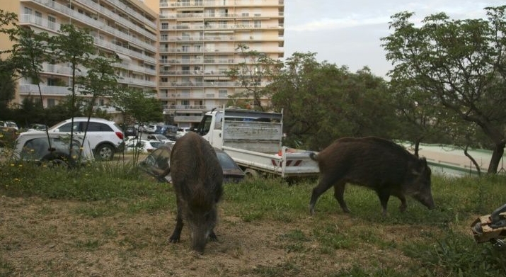 Wild boars eat the grass in a garden close to residential buildings in Ajaccio, Corsica. AFP