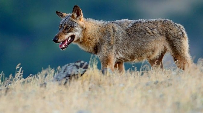 Handout photo from Rewilding Europe shows an Eurasian grey wolf (Canis lupus) walking at a vulture watching site in the Madzharovo valley, Bulgaria. AFP